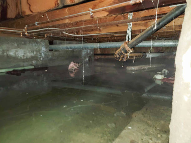 Best Flood restoration services  in Crimora, VA