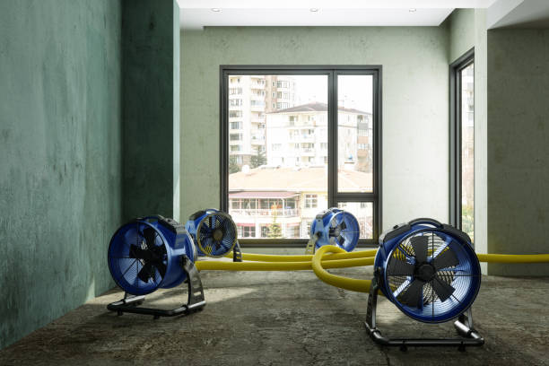 Best Mold removal after water damage  in Crimora, VA